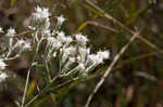 False fennel